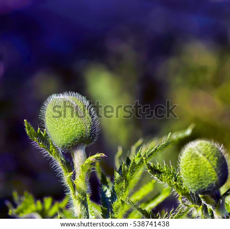 Defocused colorful picture of spiky plants, puppy bud background