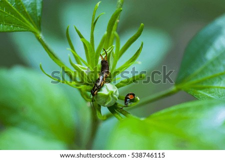 Earwig and Ladybug