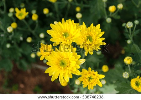 chrysanthemums in the flower farm