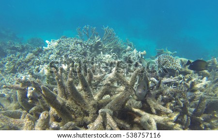 Coral bleaching on the Great Barrier Reef, Port Douglas, Far North Queensland