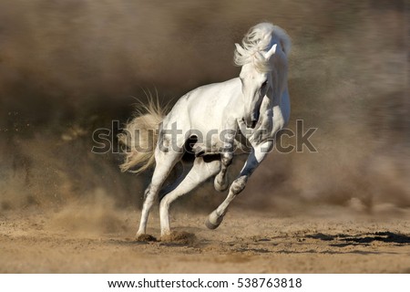 White horse run free in desert sand dust