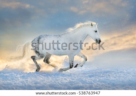 White horse run in snow field at sunset light