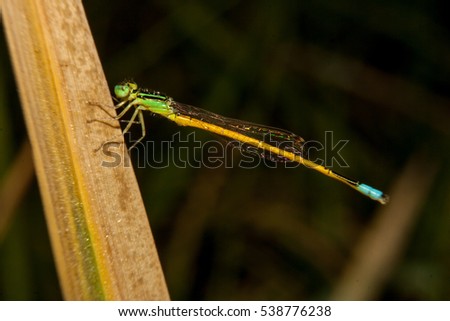 Dragonfly needle