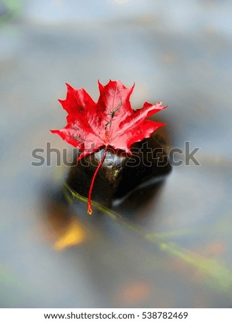 Yellow orange red  autumn maple leaves on water, dried leaf fallen into cold water