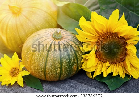 Fresh pumpkins decorated  sun flower on wooden table, close up