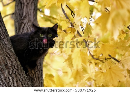 Funny black cat sitting on tree in autumn park