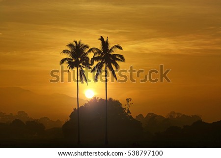 The sun rising over the coconut trees. Nature composition.