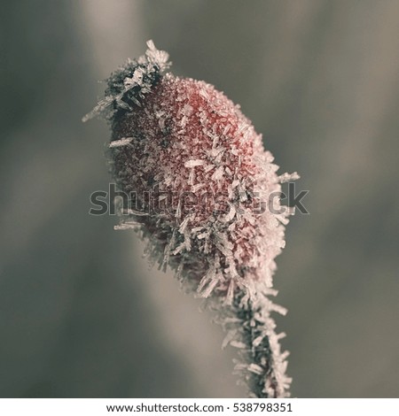Frost on branches. Beautiful winter seasonal natural background.frost rosehip bushes