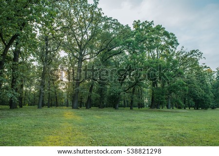 Park in summer. Tree, green grass, spring lawn. Nature outdoor landscape with sunny bright blue sky, beautifull garden or forest and meadow, sun. Scenic background.