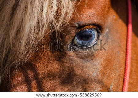 Picture of a horse eye
