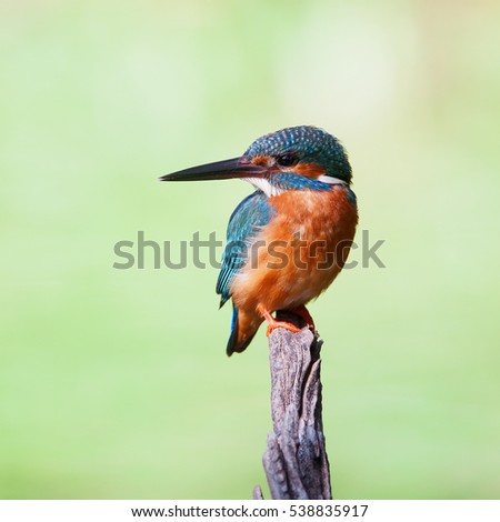 The common kingfisher (Alcedo atthis)the Eurasian kingfisher, and river kingfisher, is a small kingfisher with seven subspecies recognized within its wide distribution across Eurasia and North Africa. Royalty-Free Stock Photo #538835917