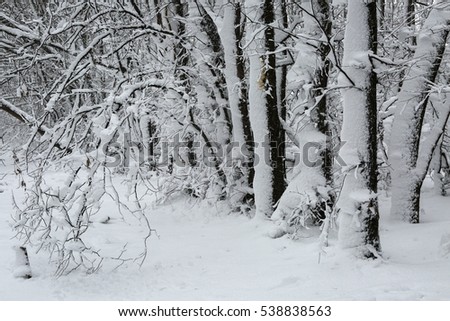 Winter forest in snow.