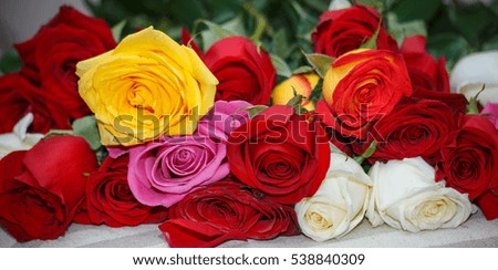 Color Roses Background