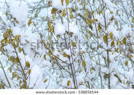 Winter background with snow branches tree leaves. Colorful leaves  covered with snow