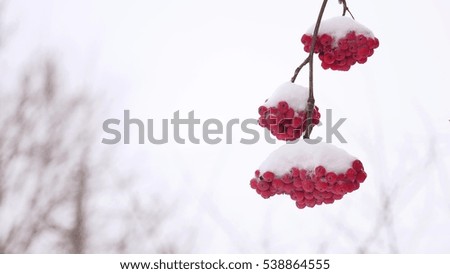 red bunches branch of winter rowan covered with the first snow