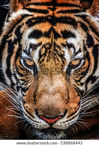 Tiger and his eyes fierce.