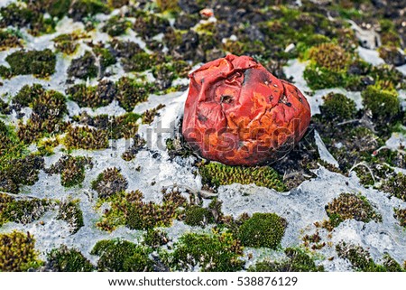 Rotten apple in green moss with snow, natural scene.