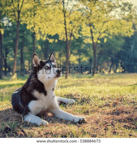 Siberian Husky breed dog lying on green grass in the forest
