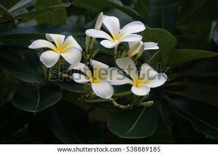 Elegant Plumeria flowers and their leaves, Close up