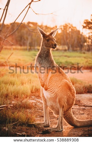 Kangaroos at Heirisson Island in Perth, Western Australia