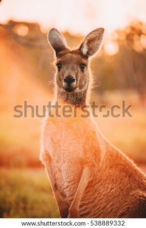 Kangaroos at Heirisson Island in Perth, Western Australia