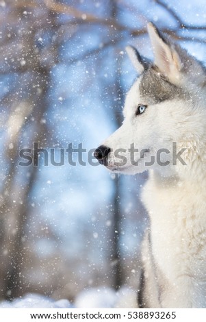 husky puppy with blue eyes on a winter day outdoor