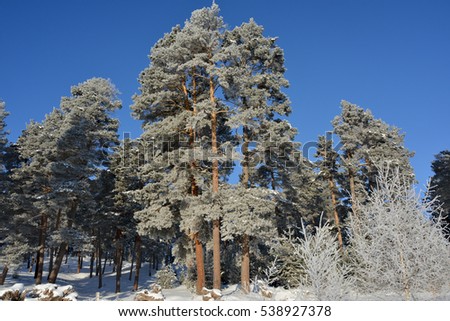 Sunlit frosted forest against clear blue sky background.