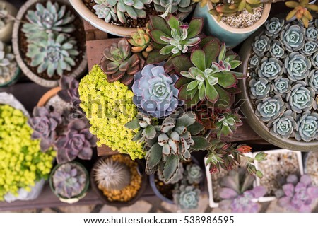 cactus succulents in a planter