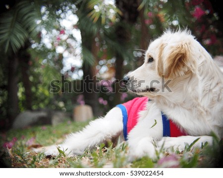 young cute lovely crossbreed dog looks like small Golden Retriever breed white pastel beige colour long fur and ears black eyes wearing dog shirt playing in home garden blur green leaves background
