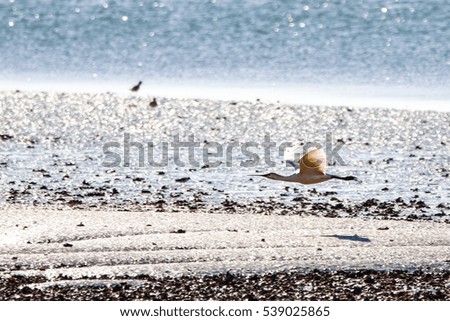 Eurasian spoonbill feeding in natural area named "Marismas del Odiel", Huelva, Andalusia, Spain