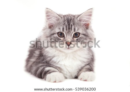 Small Siberian kitten on white background. Cat lying