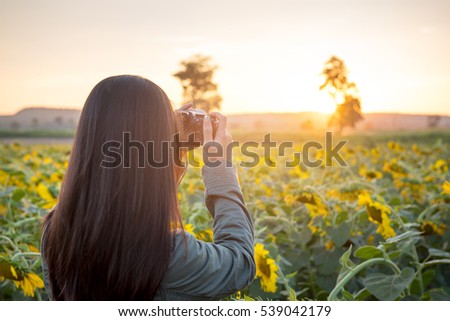 Tourists take pictures Sunflower on time sunset,photography Concept