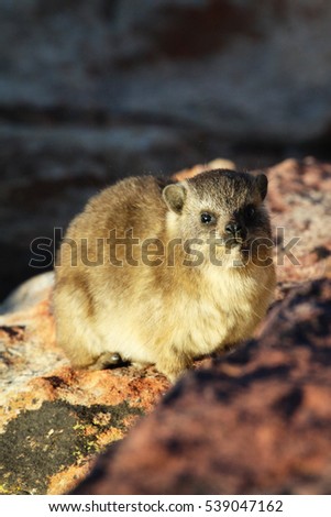 A young dassie, also known as a rock hyrax, enjoying the afternoon sunlight on Table Mountain in Cape Town, South Africa.