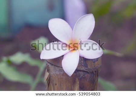 Close Up Pink Plumeria on the Bamboo with Green leaves background,Relax,In vintage tone