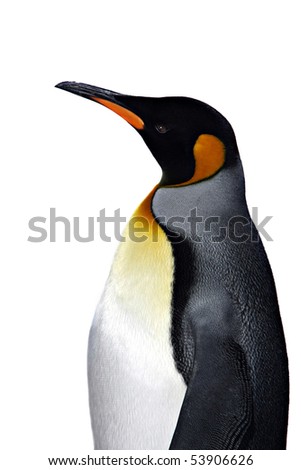 king penguin isolated on white background