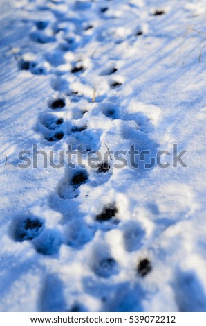 Paw prints in fresh and fluffy snow