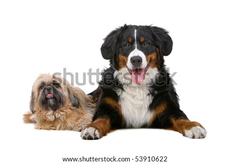 Shih tzu and a Bernese mountain dog isolated on white