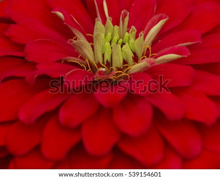 Close up of flower dahlia for background, red dahlia flower background