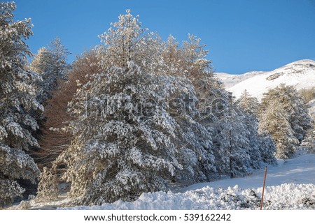 Trees covered with snow on Mount Etna  - Volcano Etna in the winter season