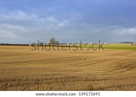 wheat and straw stubble fields with hedgerows in a yorkshire wolds landscape under a blue sky with clouds