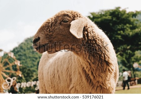 sheep at farm