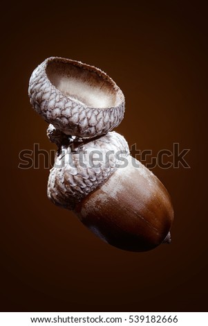 acorn of oak isolated on a brown background