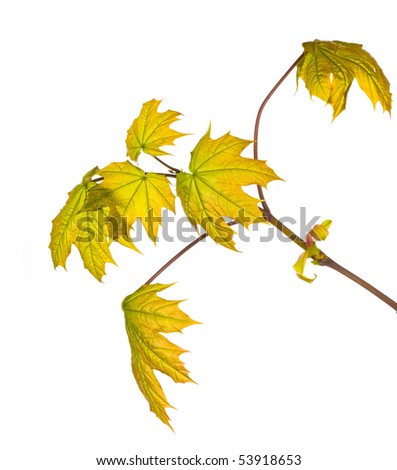 new maple branch isolated on white background