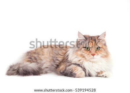 Siberian cat on white background. Cat lying