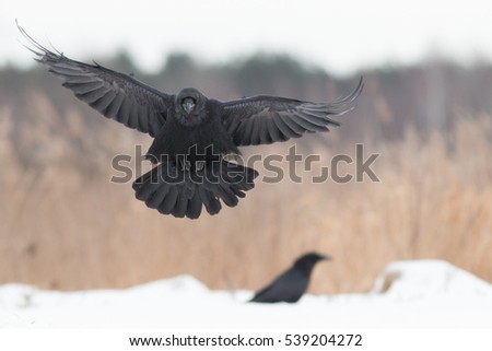 Birds - flying Black Common raven (Corvus corax)
