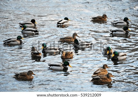 A large flock of wild ducks floating on the river winter
