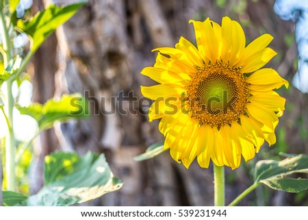 nice and warm in summer field with blooming sunflower blossoms. Dawn in the sunflowers. sunrise yellow sunflowers. sunflowers glade. morning fog in the meadow of sunflowers. bumble bee collects pollen