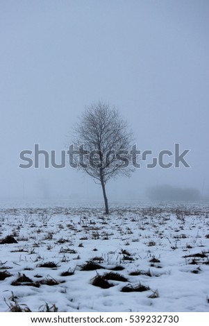 lonely tree in a vacant lot in the morning in a dense fog