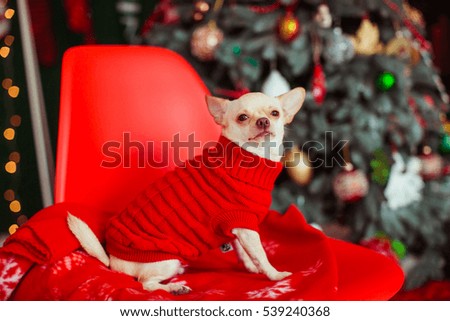 White chihuahua in red sweater sits on red chair