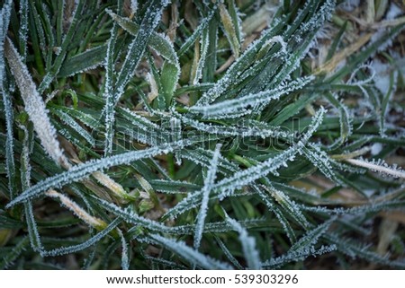 Frosted grass in close up. Abstract background with rime on green grass blades